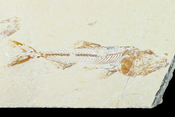 Cretaceous Fish (Spaniodon) With Shrimp - Lebanon #163600